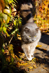 Naklejka na ściany i meble A big, fluffy, gray cat defiles on a wooden platform. A cat, against the background of autumn nature, goes into the frame. The moustached mouser walks on wooden boards and autumn leaves.