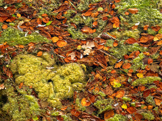 Green algae and fallen autumn leaves on a pond surface