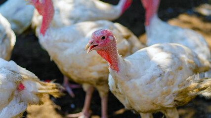 White turkeys walking in the paddock. Common white Turkey looking for grain while walking in a paddock on a farm