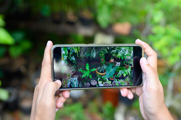 She is using the phone photographing beautiful leaves to sell in the online market