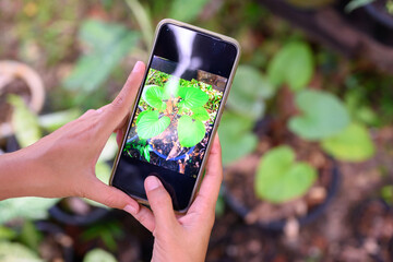 She is using the phone photographing beautiful leaves to sell in the online market