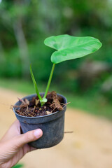 SHe picked up the seedling pot and looked at it. to check the integrity of the leaves and stems before posting them for sale on social media