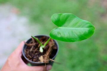 SHe picked up the seedling pot and looked at it. to check the integrity of the leaves and stems before posting them for sale on social media