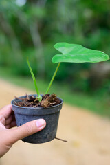 SHe picked up the seedling pot and looked at it. to check the integrity of the leaves and stems before posting them for sale on social media