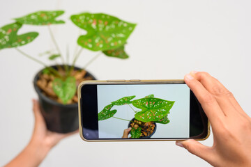 SHe picked up the seedling pot and looked at it. to check the integrity of the leaves and stems before posting them for sale on social media