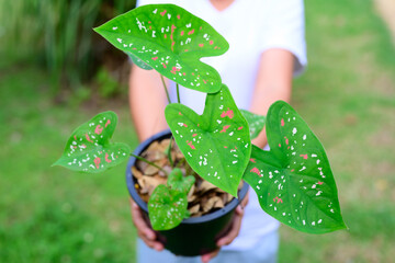 SHe picked up the seedling pot and looked at it. to check the integrity of the leaves and stems...