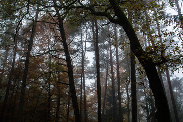 trees in the forest