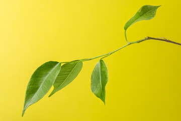 Green branch of ficus on a yellow background