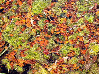 Green algae and fallen autumn leaves on a pond surface