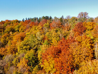 Deciduous forest in its bright colors in autumn