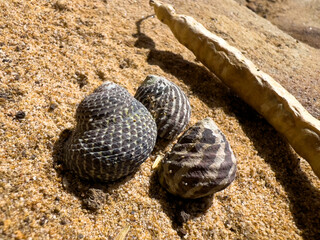 three snails on the sand, Palm Beach NSW Australia 