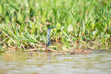 The black-crowned night heron (Nycticorax nycticorax)