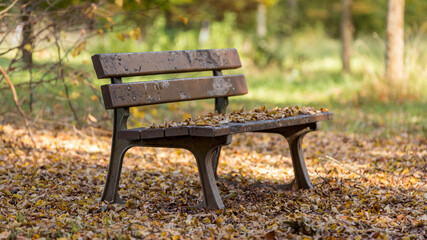 bench in autumn park in Strasbourg in France