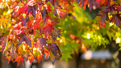autumn leaves background