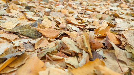 Lots of yellow dry leaves close-up. Autumn background.