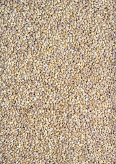 Pearl barley seeds