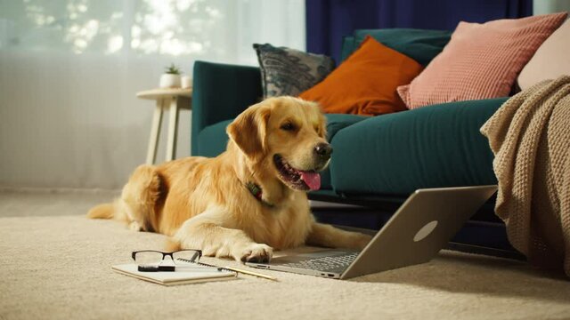 Golden retriever lying on floor and looking at laptop screen in living room. Happy dog waiting for food delivery. Puppy breathing with tongue out, domestic animal at home. Pet store, online shopping.
