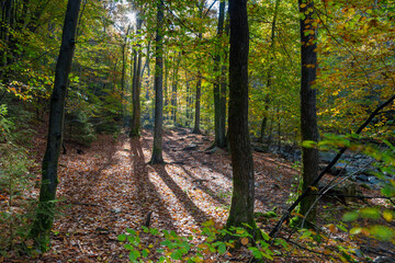 Fototapeta na wymiar Early morning sun shining its light trough the branches of the trees in the Belgium Ardennes. while the floor is covered in multi colored autumn leaves
