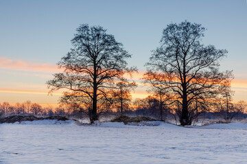 snow landscape with trees and sunrise