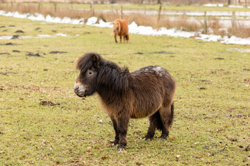 pony on a meadow in winter