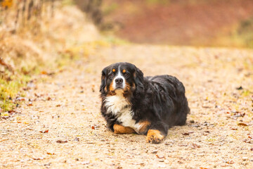 bernese mountain dog in autumn