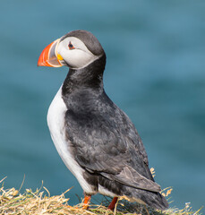 Puffin in the beautiful countryside nature of Hafnarholmi in Borgarfjordur Eystri in Iceland