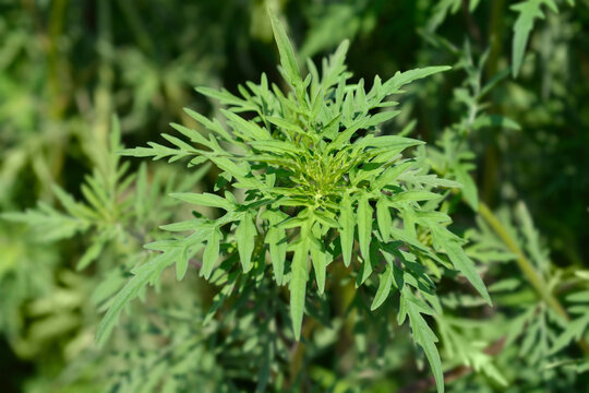 Common ragweed