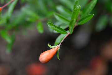 Dwarf pomegranate