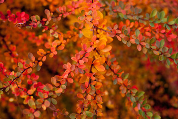 autumn red and orange bush leaves background