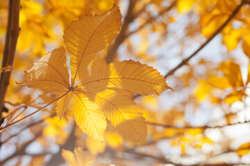 Fototapeta premium yellow autumn leaves on a tree closeup on sunny day 