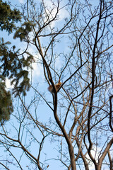 squirrel eating a nut on a tree in the park on sunny day