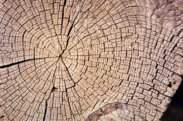 The texture of the cut of an old log