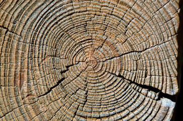 Naklejka premium The texture of the cut of an old log