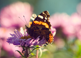 Vanessa atalanta, the red admiral