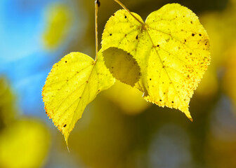 Obraz premium Yellow autumn leaves illuminated by the sun