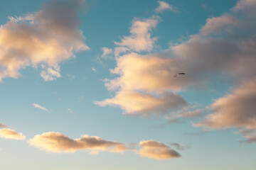 birds flying in blue sky with clouds at sunset