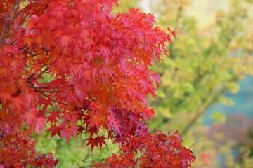 Leaves change color in the autumn