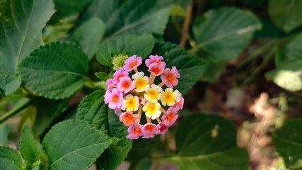 Beautiful multiple colour flowers, close up view