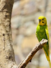 yellow and green parrot