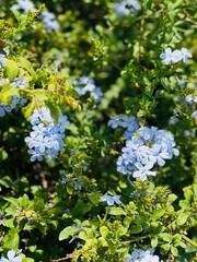 Obraz premium blossoming tree