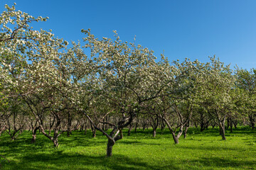 Blooming apple orchard in the Almaty region, Kazakhstan.