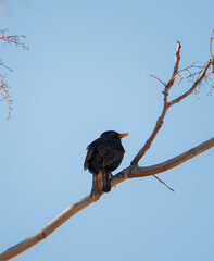 The common black bird with a yellow bill and yellow ring around the eye, also known as (Eurasian blackbird) found perched on a tree in Adelaide, South Australia