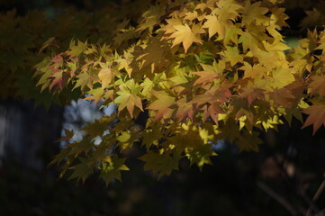 紅葉の風景