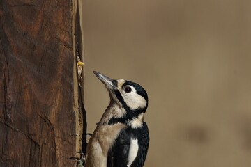 Great spotted woodpecker perched on a post.