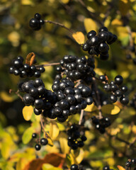 Small, round ripe black berries growing on a tree in a vineyard in Alzey, Germany on a fall day.