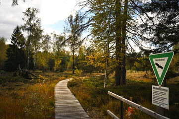 Straight wooden footbridge leading through a wild romantic swamp in the natural reserve Schönbuch, Southern Germany. 