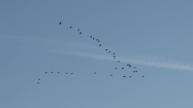 The crane migration in the autumn at Kelbra in Saxony Anhalt