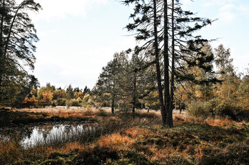 Autumnal scenery at Birkensee lake near Herrenberg, Germany. The trees, clouds and the swamp is reflecting in the dark water of the lake.