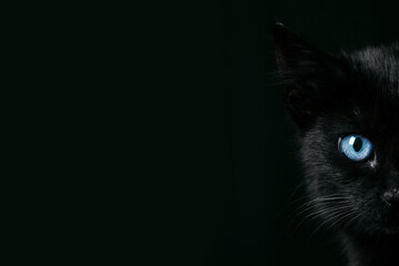 black kitten over black  background, portrait of halloween cat with blue eyes, panoramic layout
