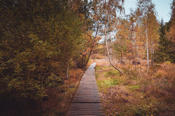 Straight wooden footbridge leading through a wild romantic swamp in the natural reserve Schönbuch, Southern Germany. 